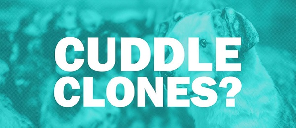 Is Cuddle Clones Legit and Safe or a Scam