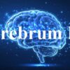 Is Cerebrum IQ Legit and Safe or a Scam